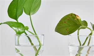 开云体育 开云平台2022年互联网信息服务行业现状及发展前景分析(图6) 开云体育 开云平台2022年互联网信息服务行业现状及发展前景分析(图6)